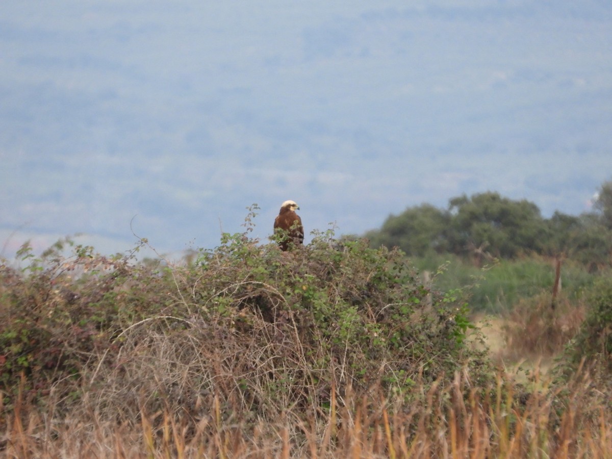 Болотный лунь - ML646509436