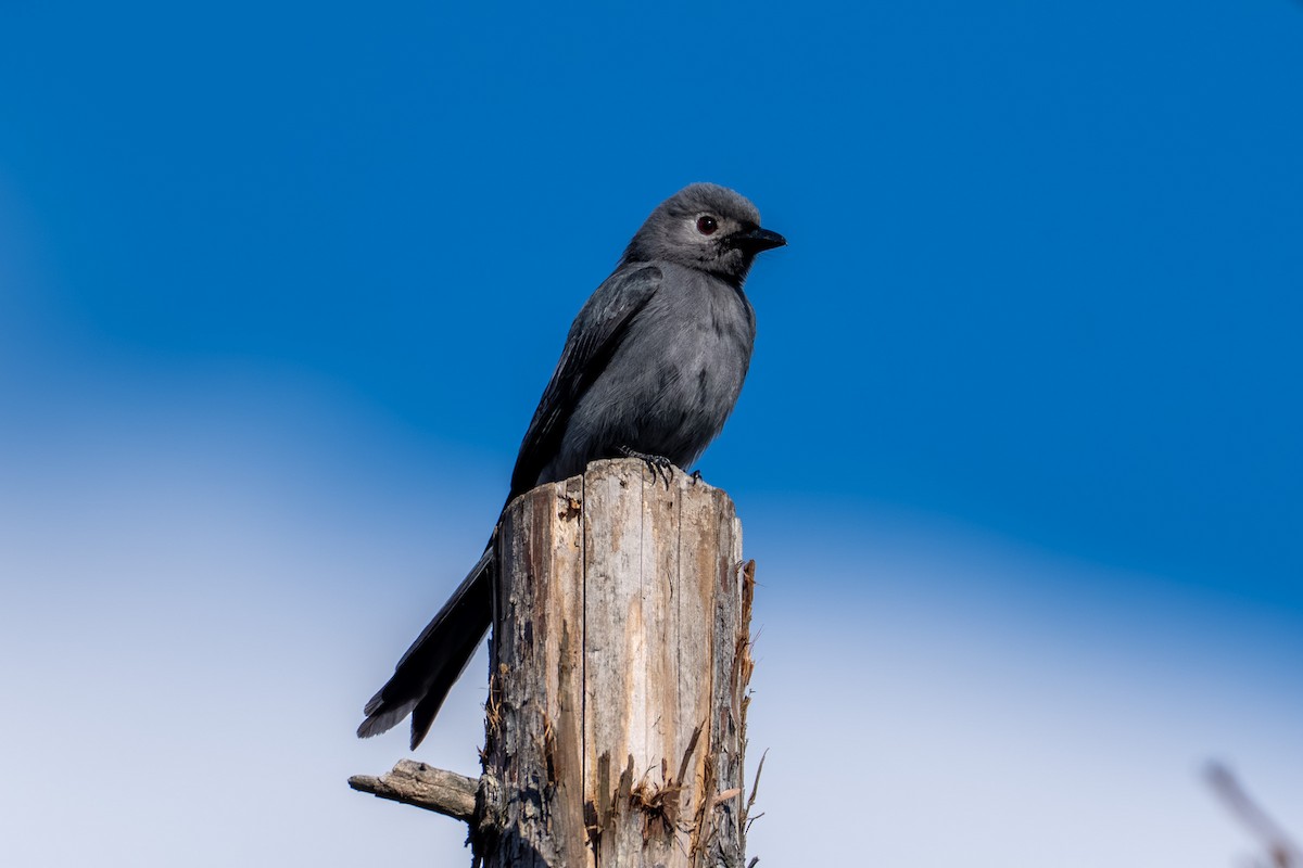 Ashy Drongo - ML646509438