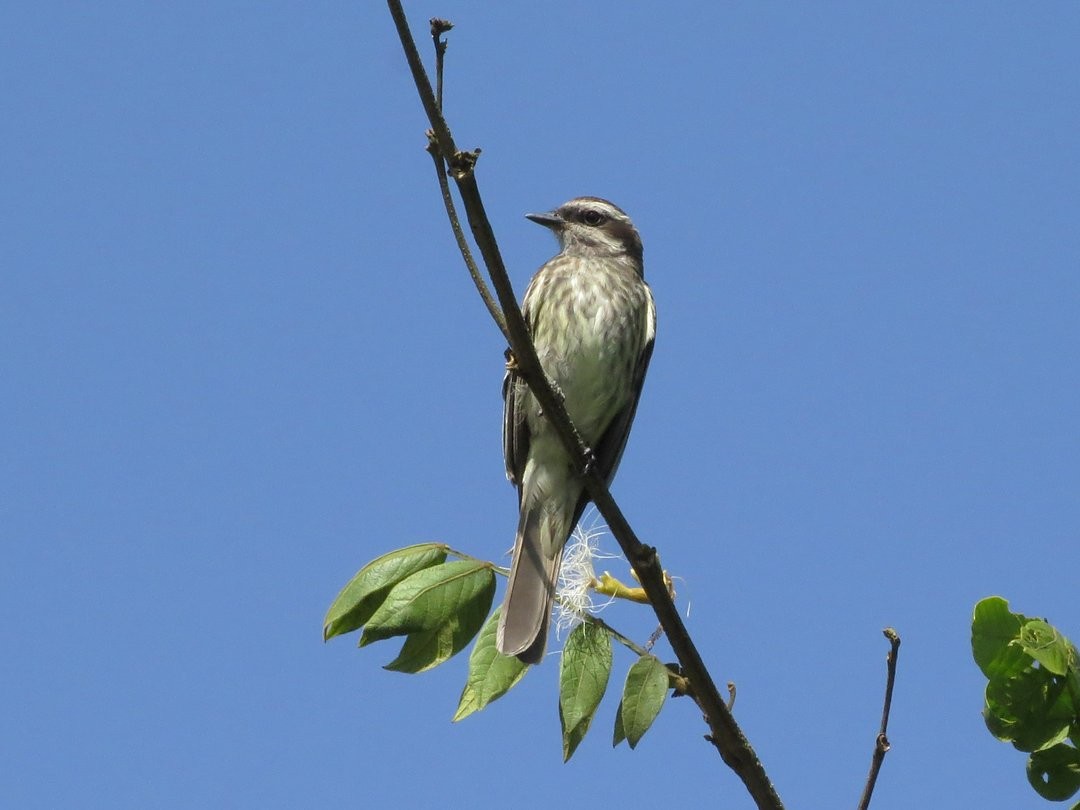 Variegated Flycatcher - ML646509442