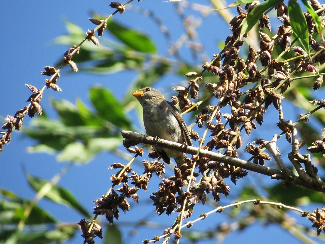 Temminck's Seedeater - ML646509445