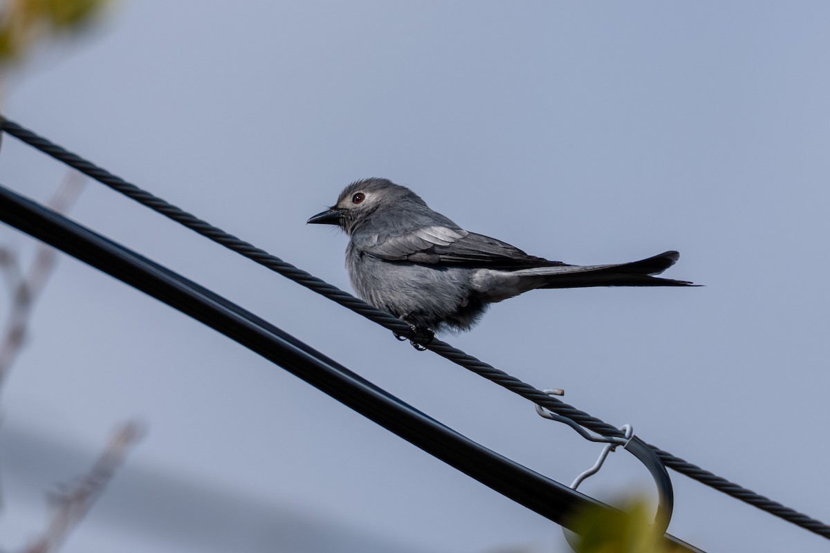Ashy Drongo - ML646509446