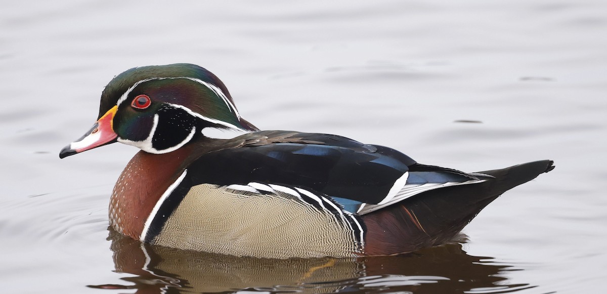 Wood Duck - ML646509447