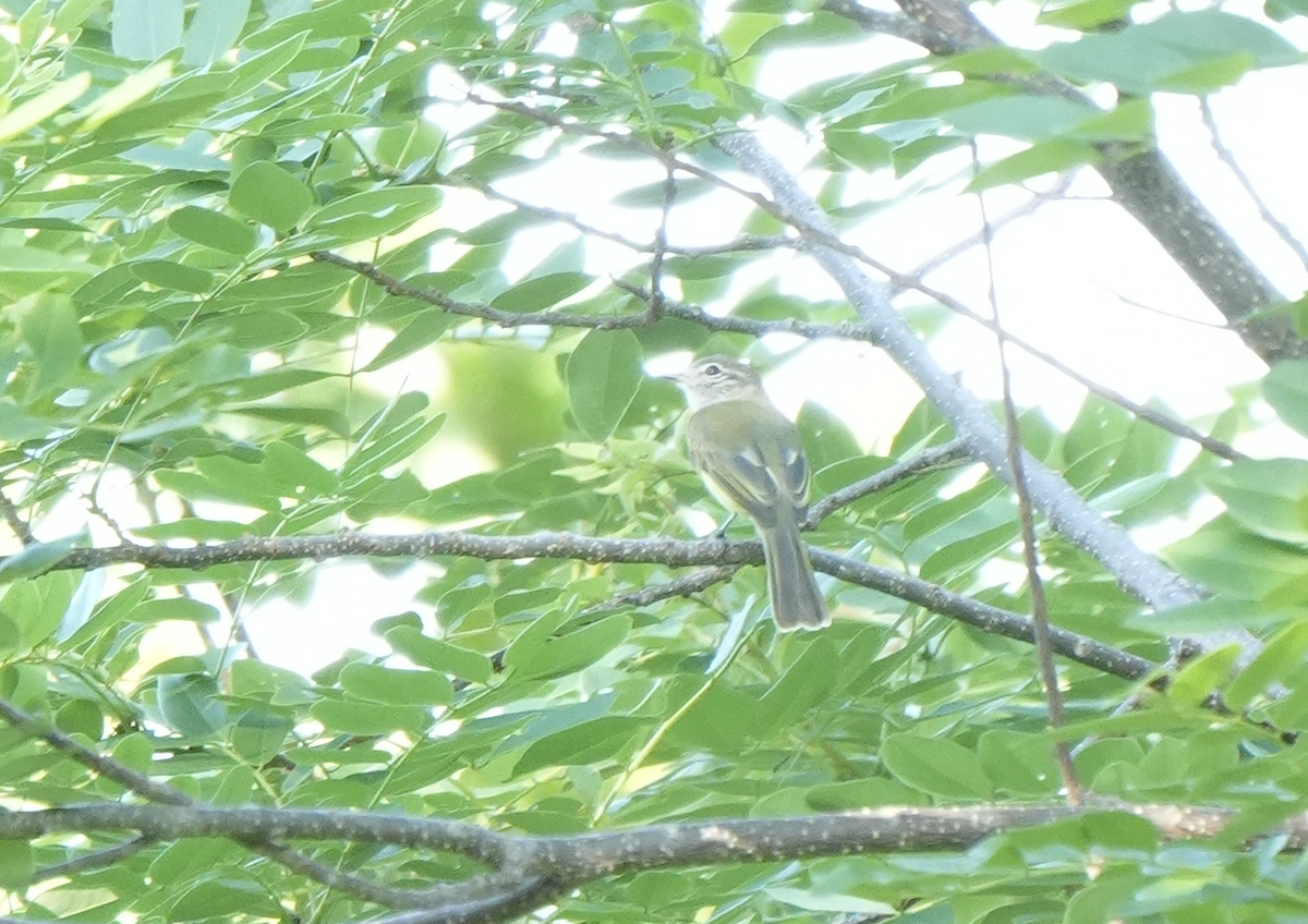 Greenish Elaenia - ML646509448