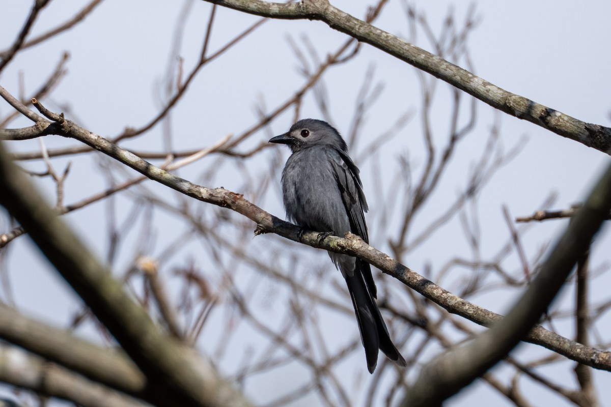 Ashy Drongo - ML646509449