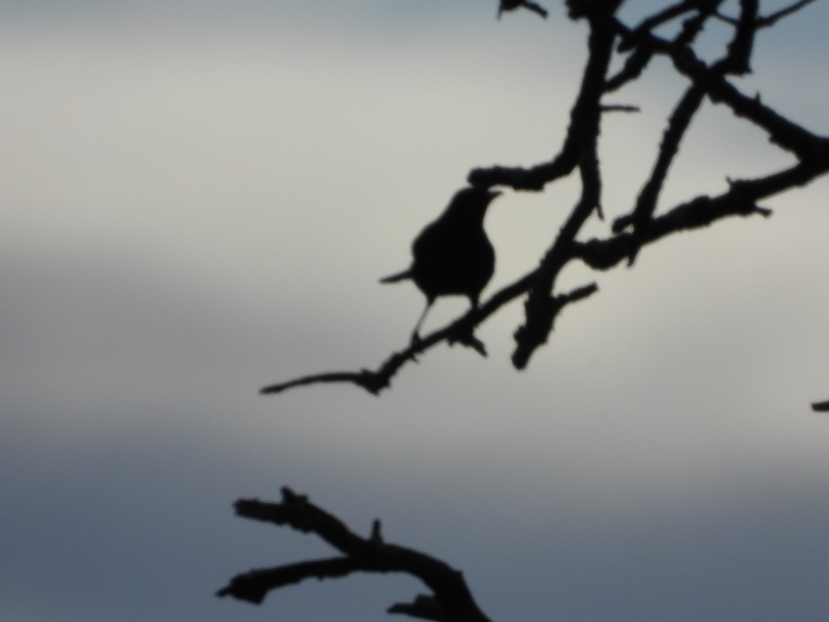 Чёрный дрозд - ML646509450