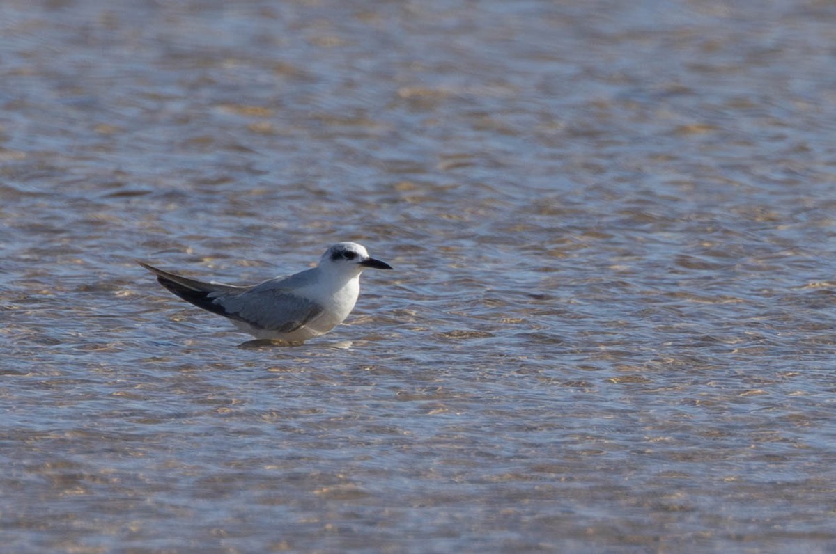 sandterne - ML646509453