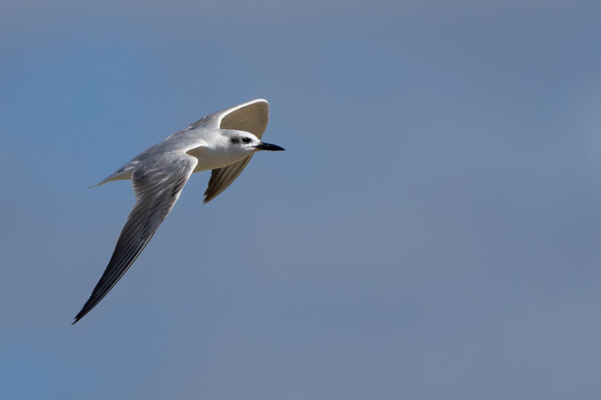 sandterne - ML646509454