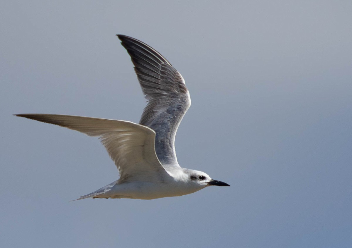 sandterne - ML646509455