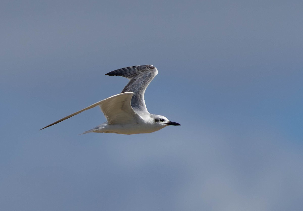 sandterne - ML646509456