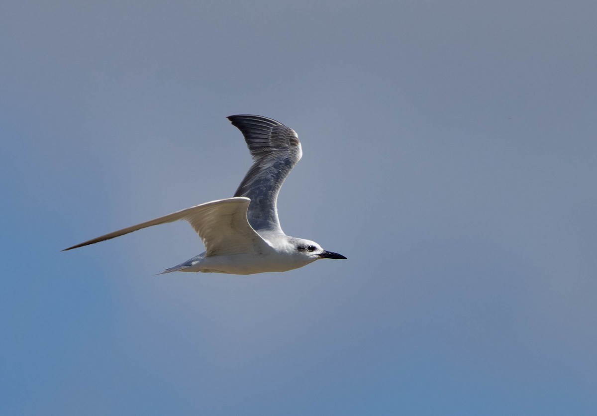 sandterne - ML646509459