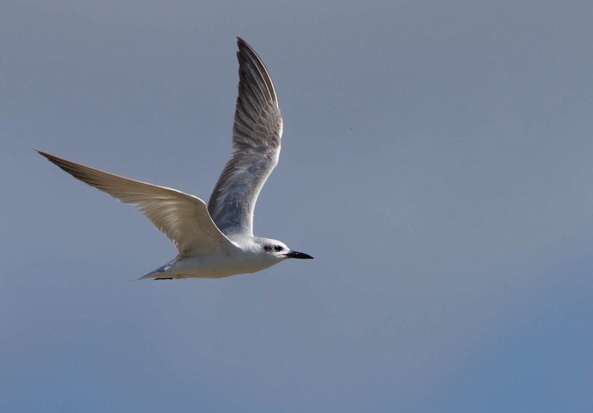 sandterne - ML646509460