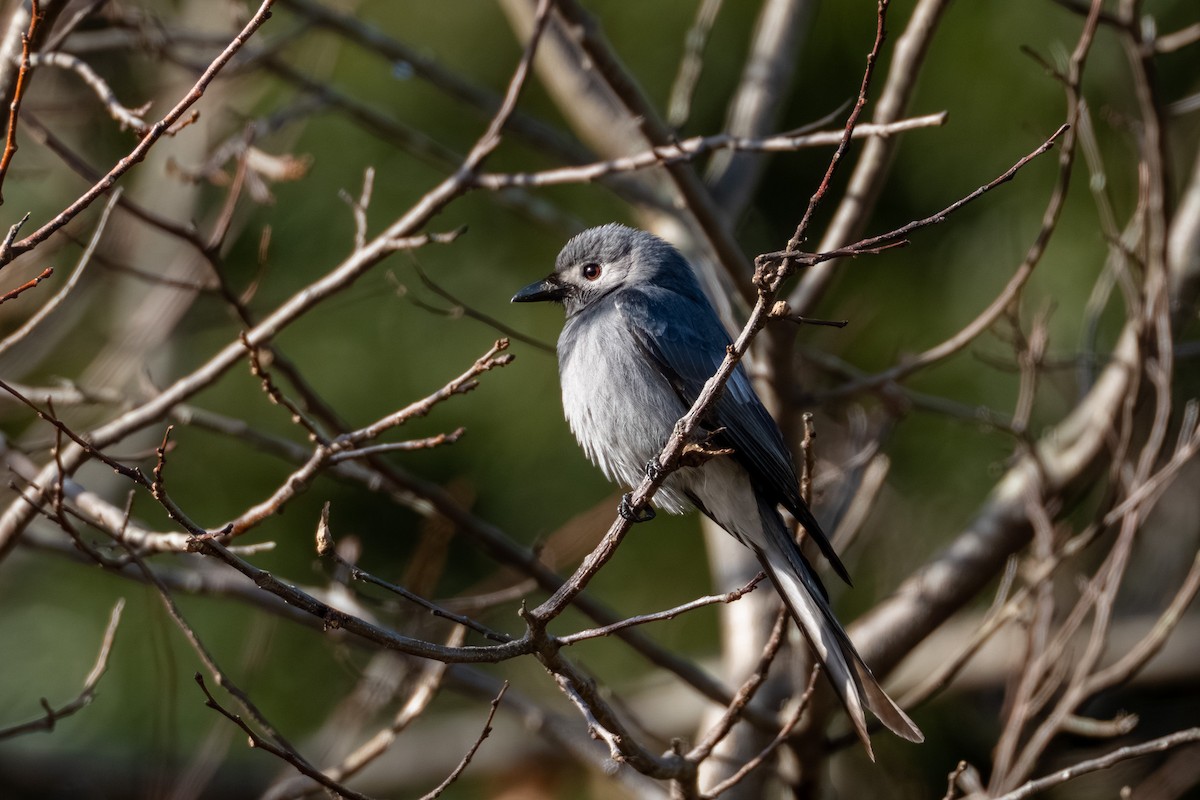 Ashy Drongo - ML646509462