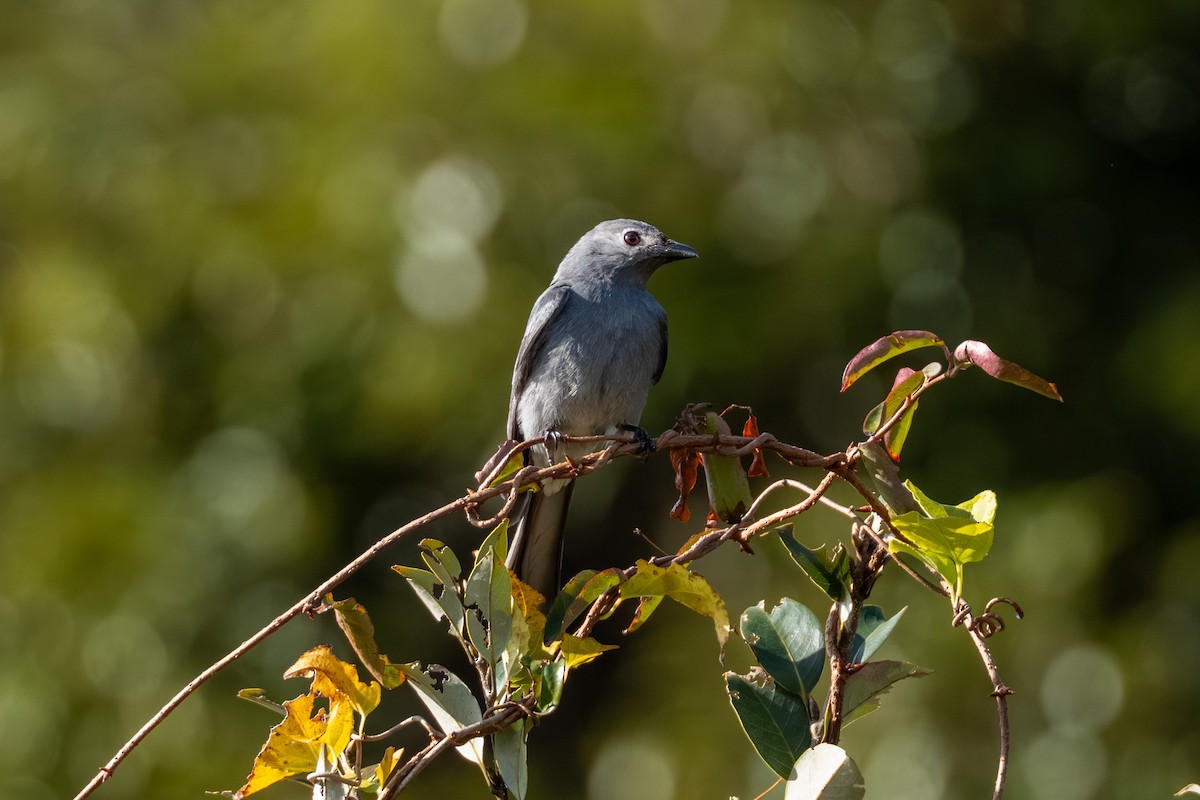 Ashy Drongo - ML646509463