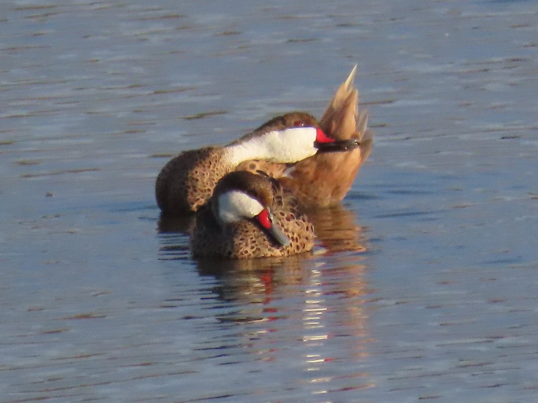 Шилохвіст білощокий - ML646509468