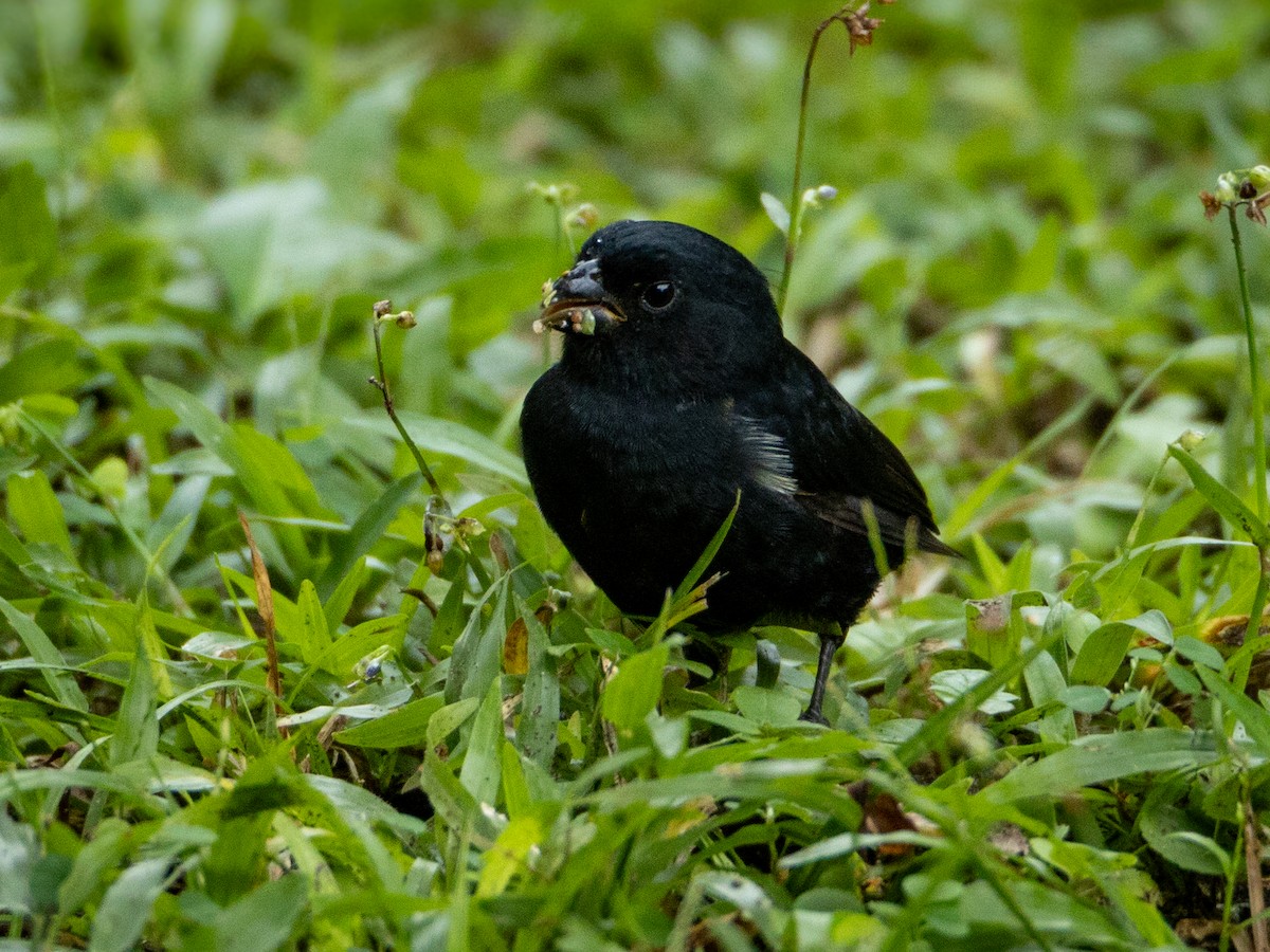 Variable Seedeater - ML646509469