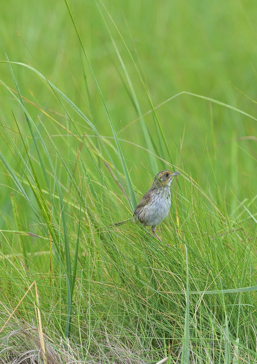 Saltmarsh Sparrow - ML646509470