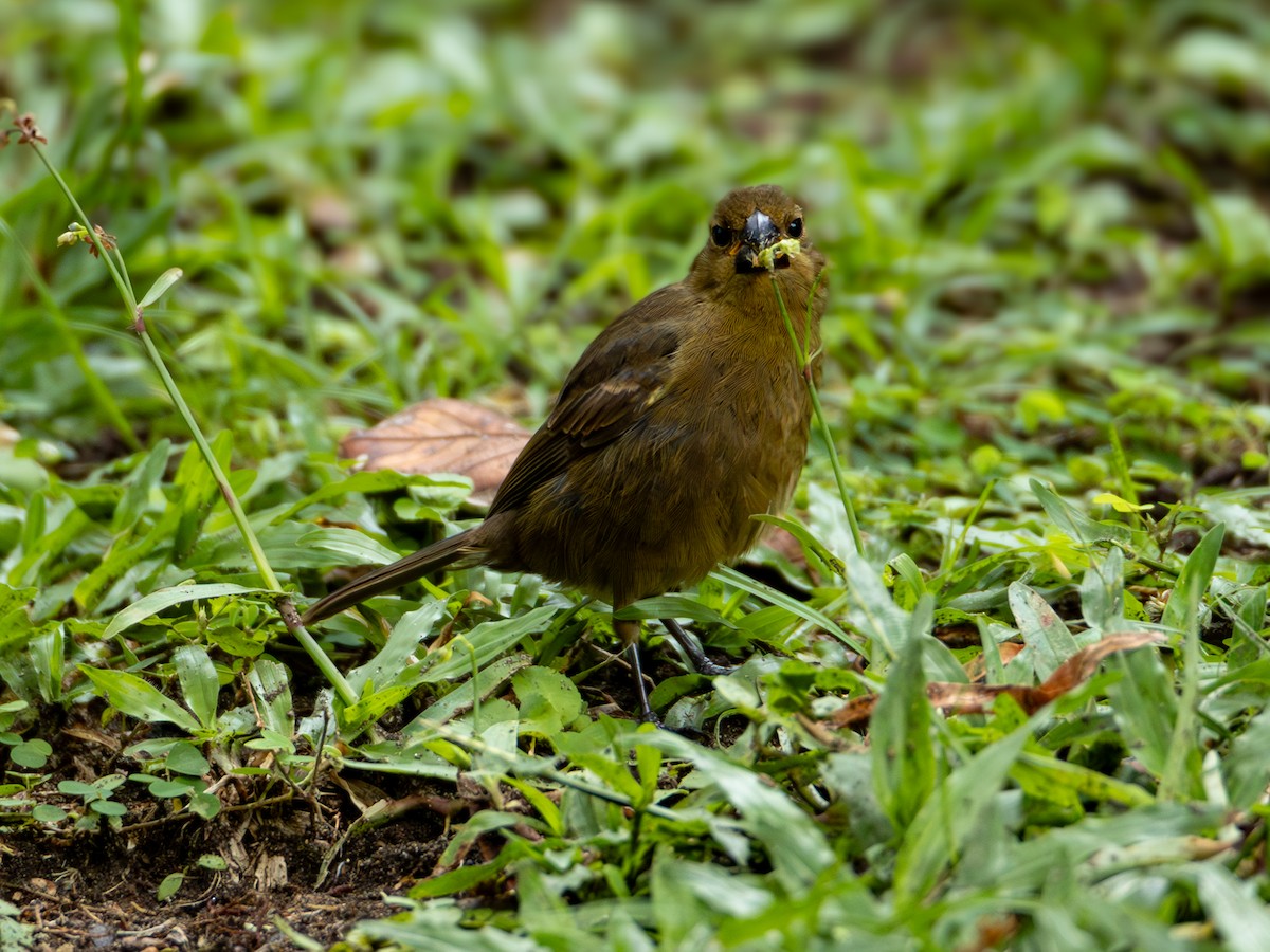 Variable Seedeater - ML646509471