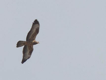 vepsevåk - ML646509472