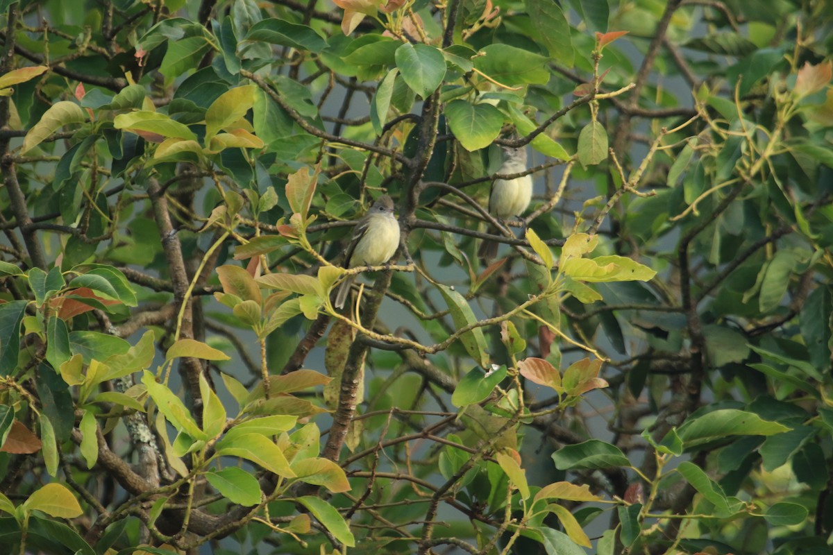 Желтобрюхая эления - ML646509475