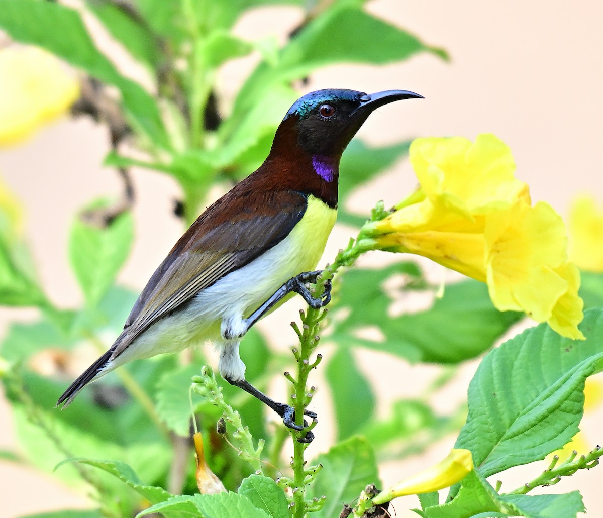 Purple-rumped Sunbird - ML646509477