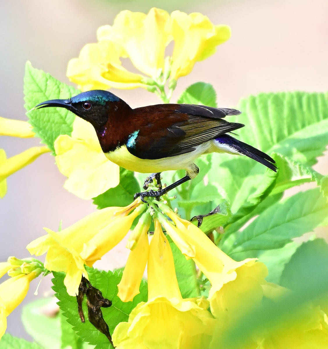 Purple-rumped Sunbird - ML646509481