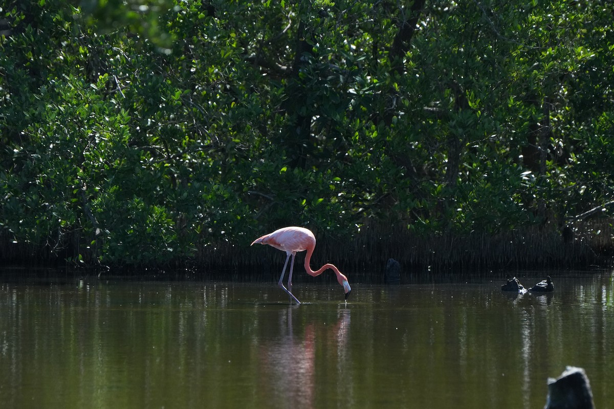 Фламінго червоний - ML646509483