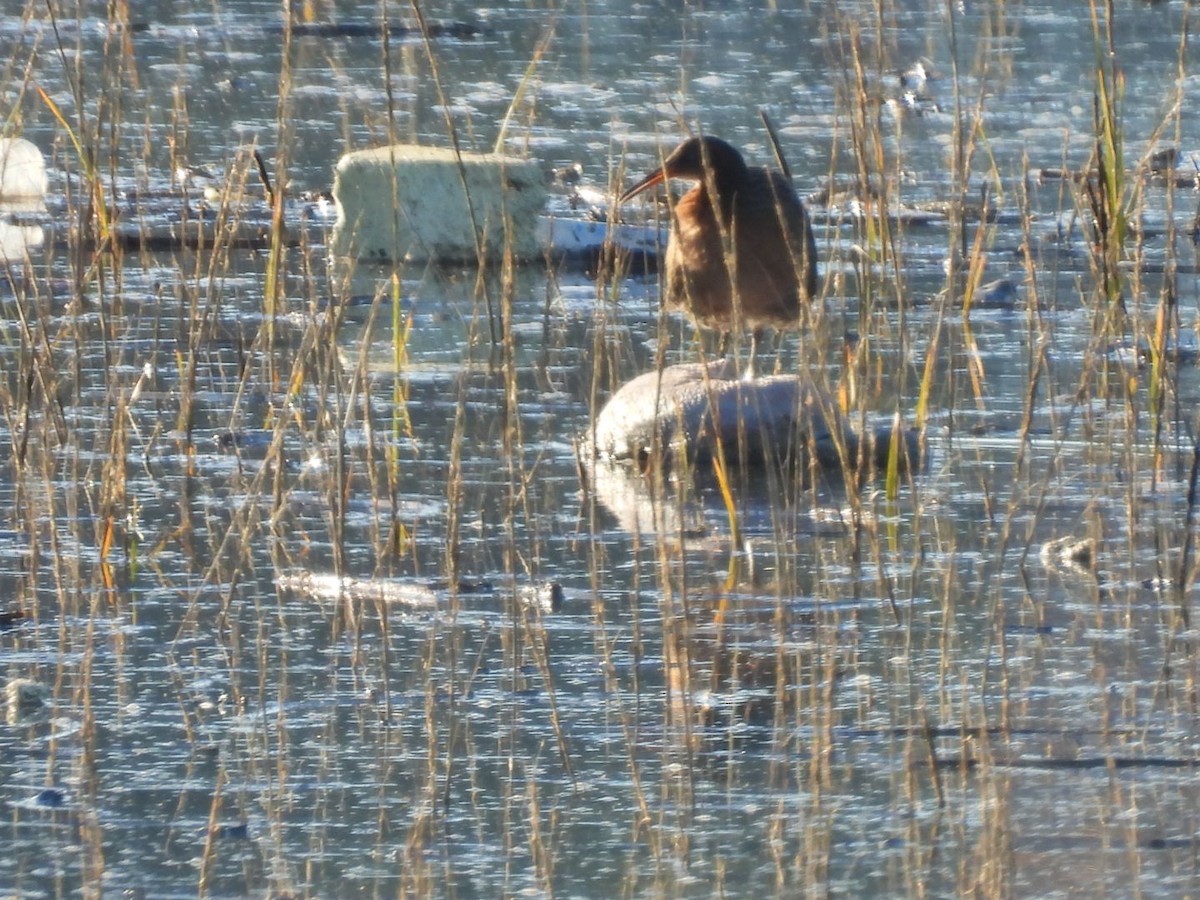 Ridgway's Rail - ML646509484