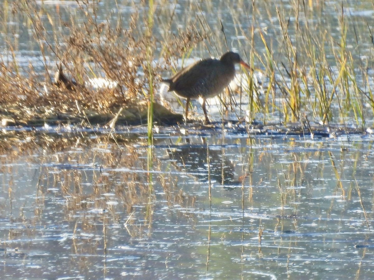 Ridgway's Rail - ML646509485