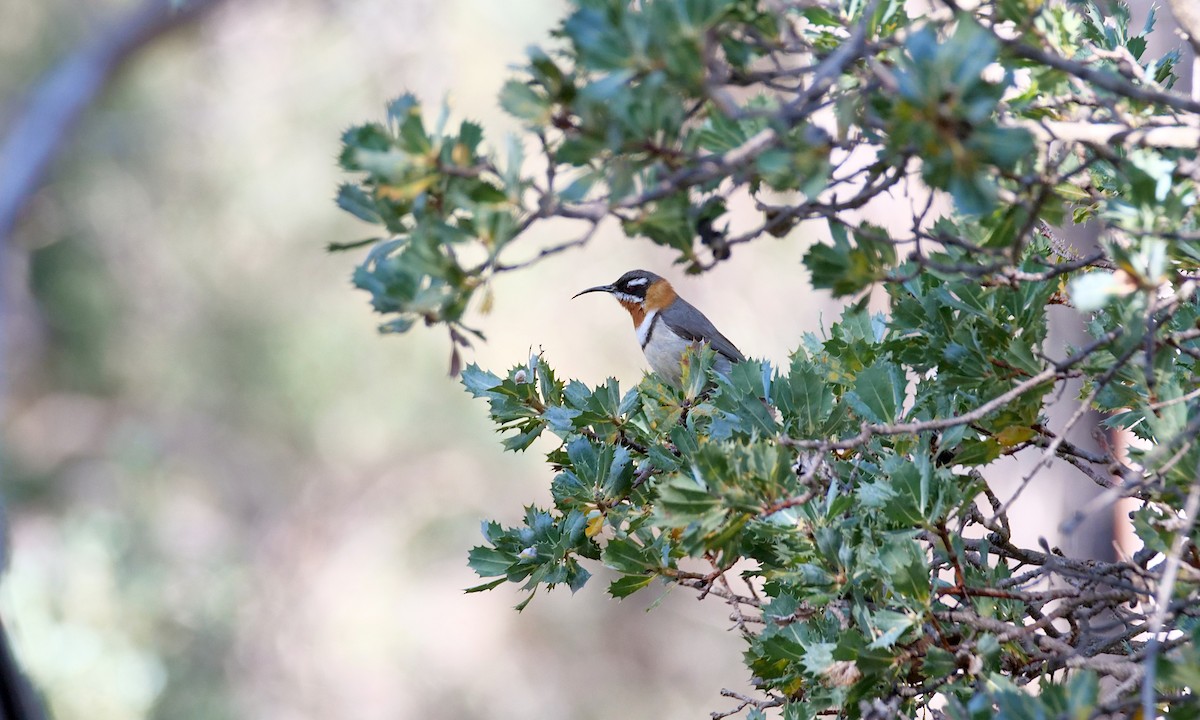 Western Spinebill - ML646509486