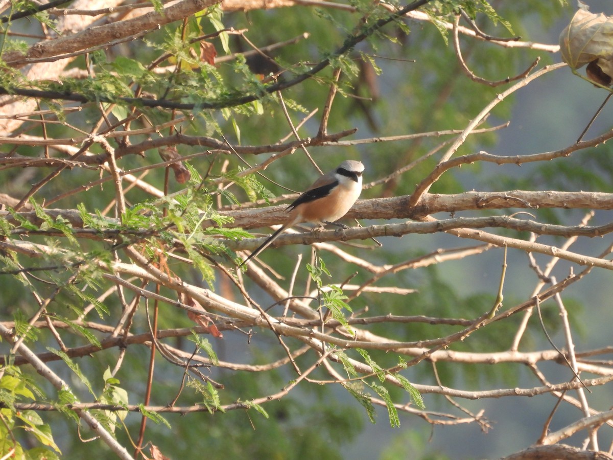 Long-tailed Shrike - ML646509489
