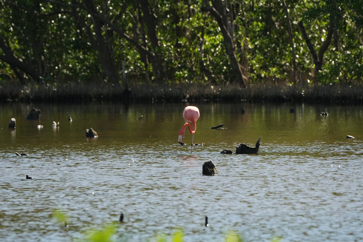 Фламінго червоний - ML646509490