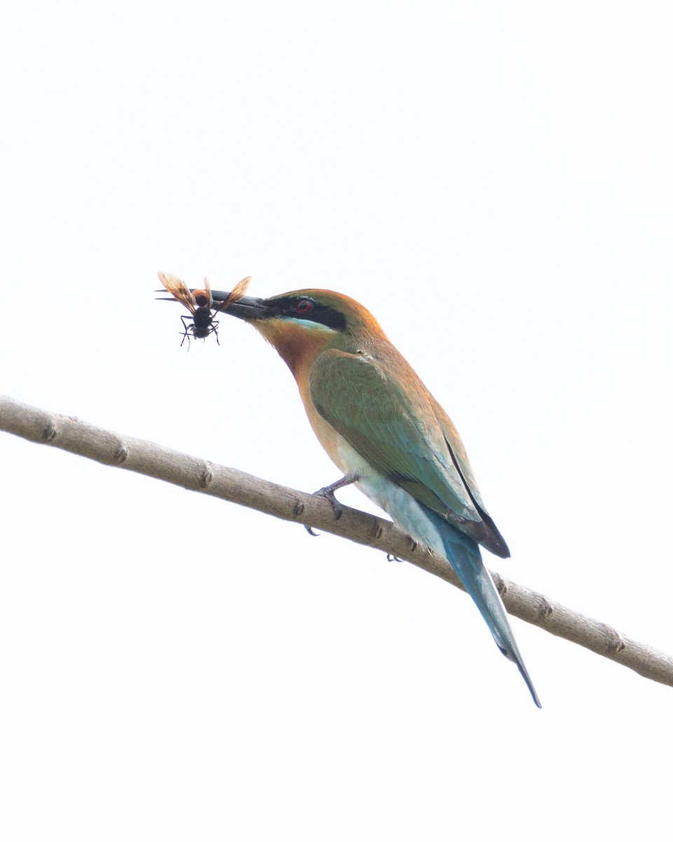 Blue-tailed Bee-eater - ML646509492
