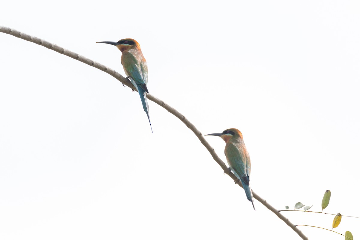 Blue-tailed Bee-eater - ML646509493