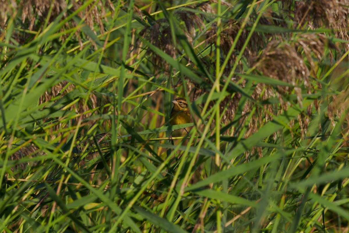 strnad obojkový - ML646509494