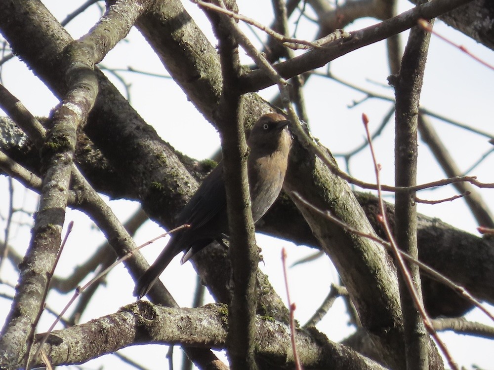 Pas Rengi Karatavuk - ML646509502