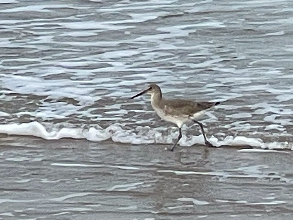 Willet - ML646509507