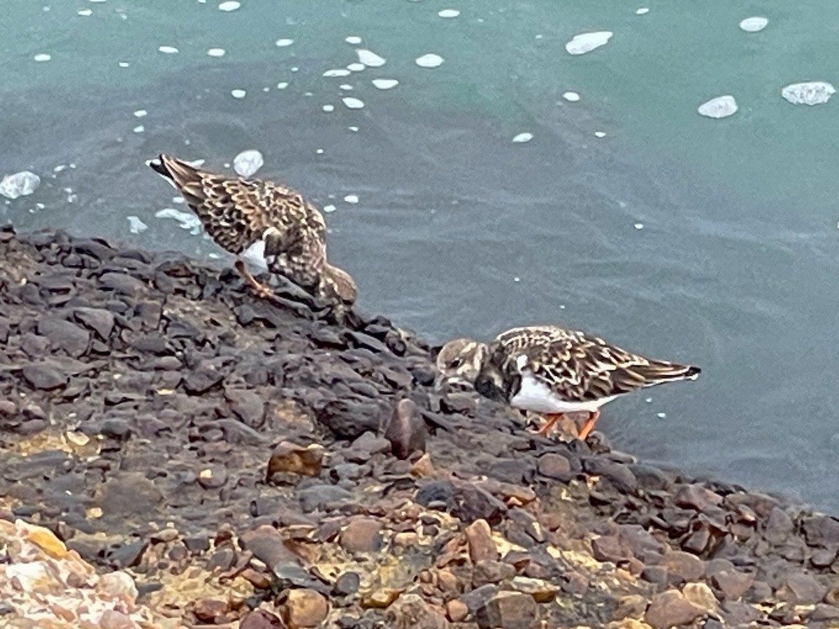 Ruddy Turnstone - ML646509512