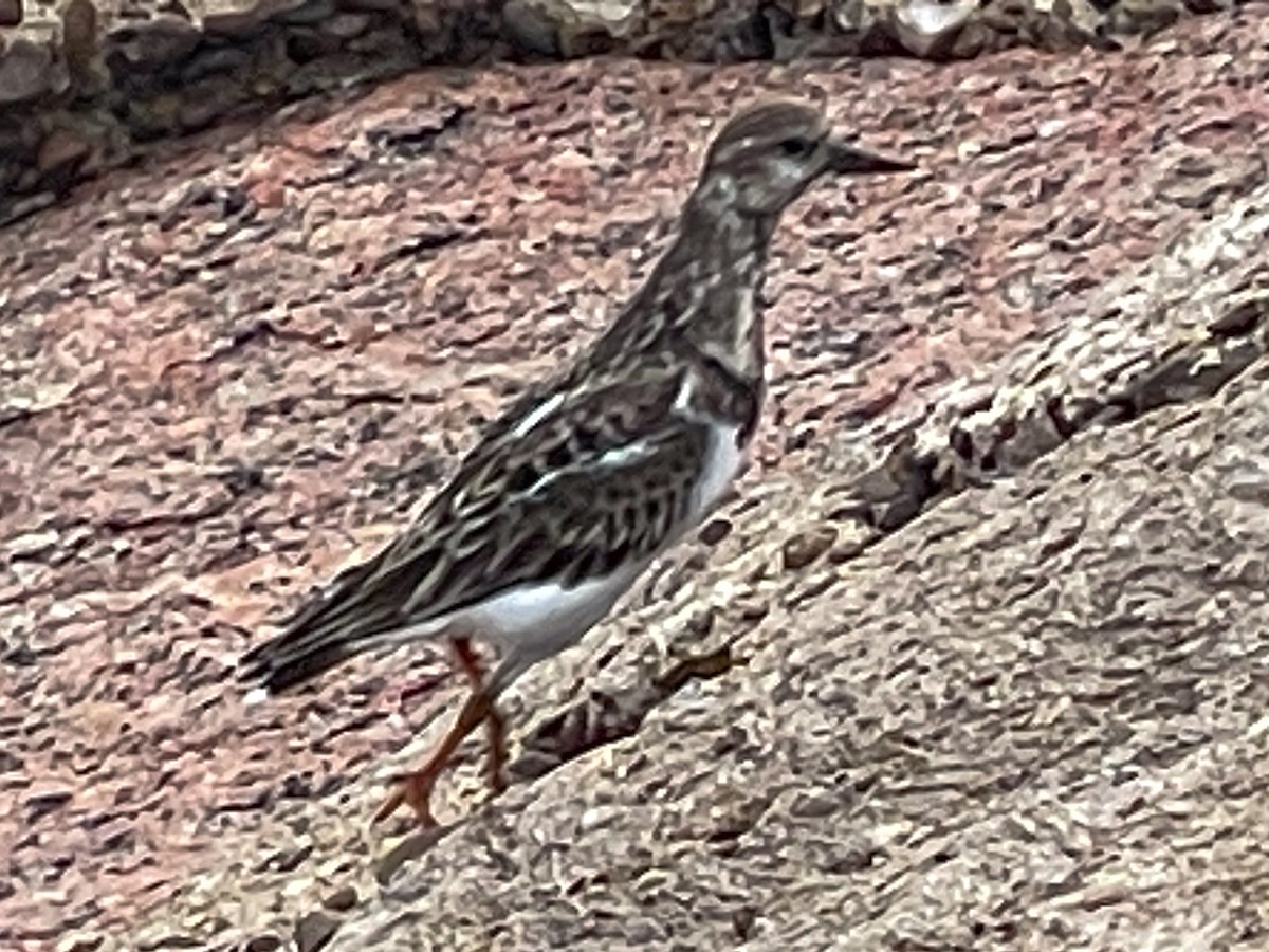 Ruddy Turnstone - ML646509513