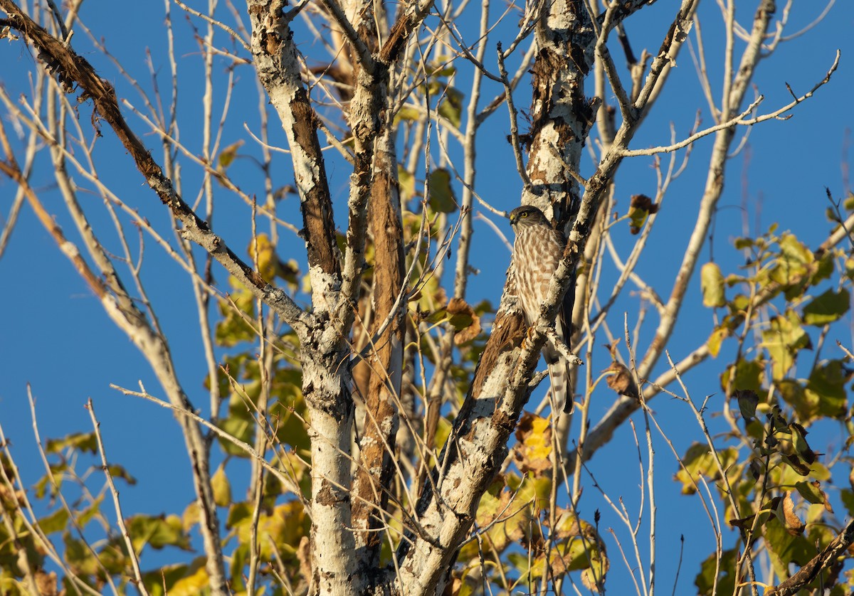 Американский перепелятник - ML646509515