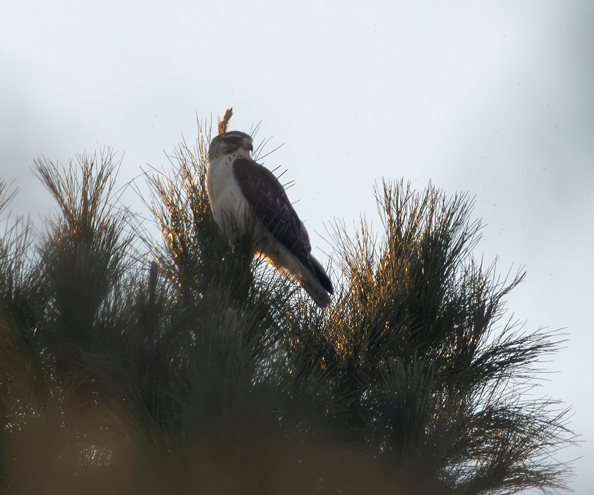 Короткохвостый канюк - ML646509516