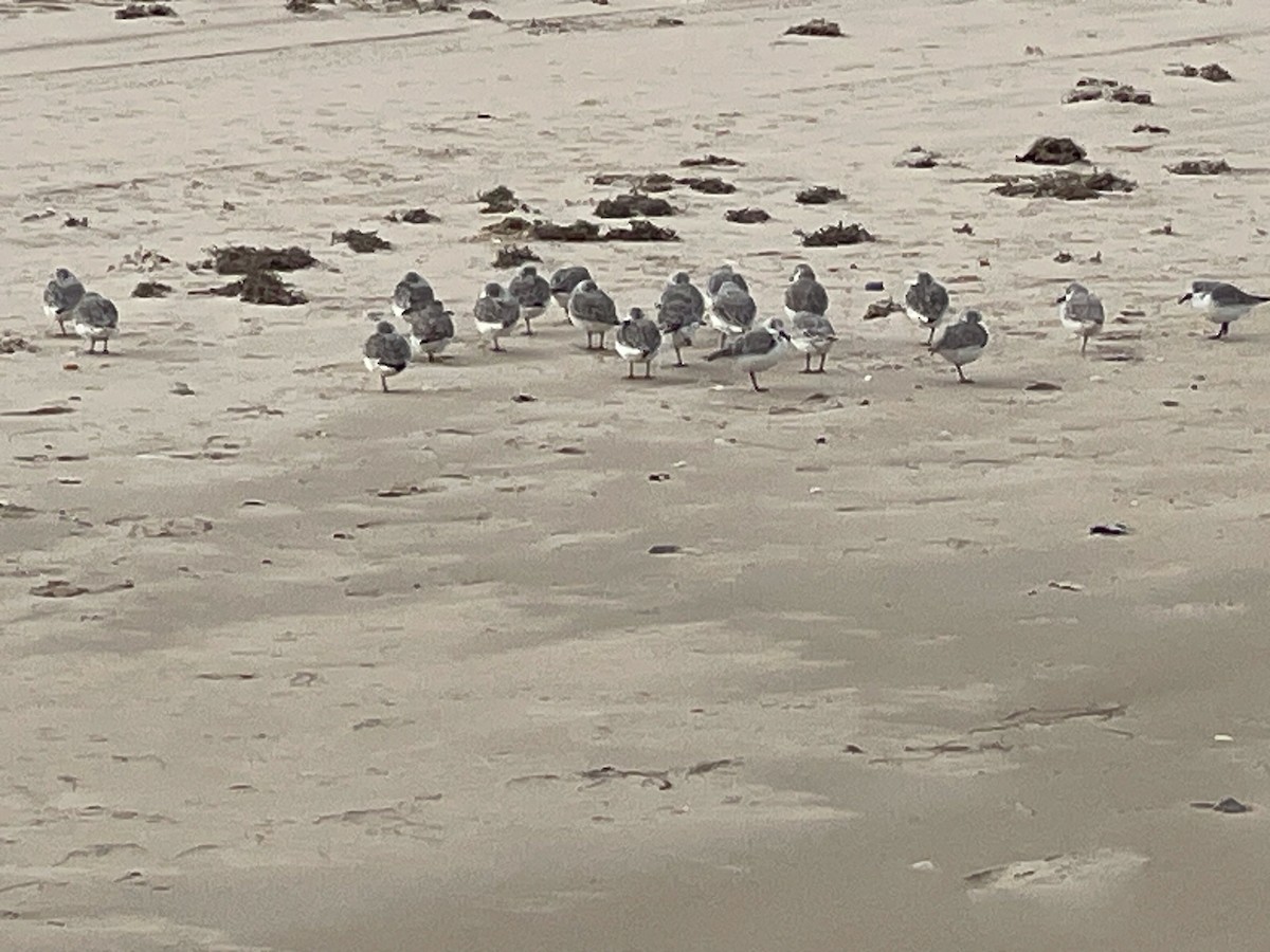 Sanderling - ML646509518