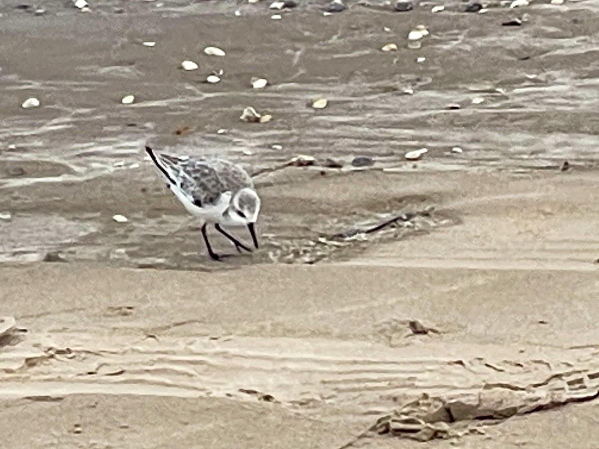 Sanderling - ML646509519