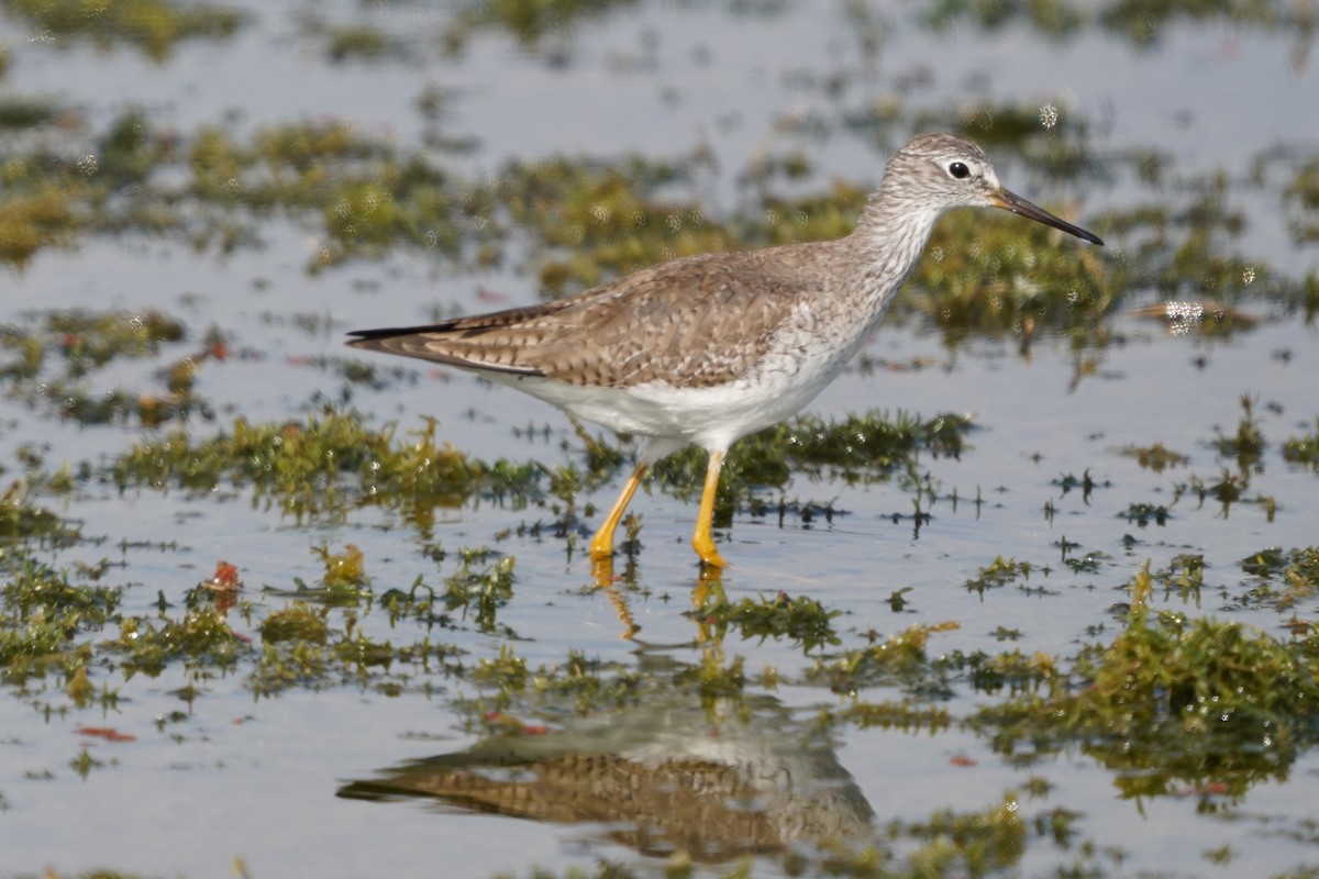Lesser Yellowlegs - ML646509520