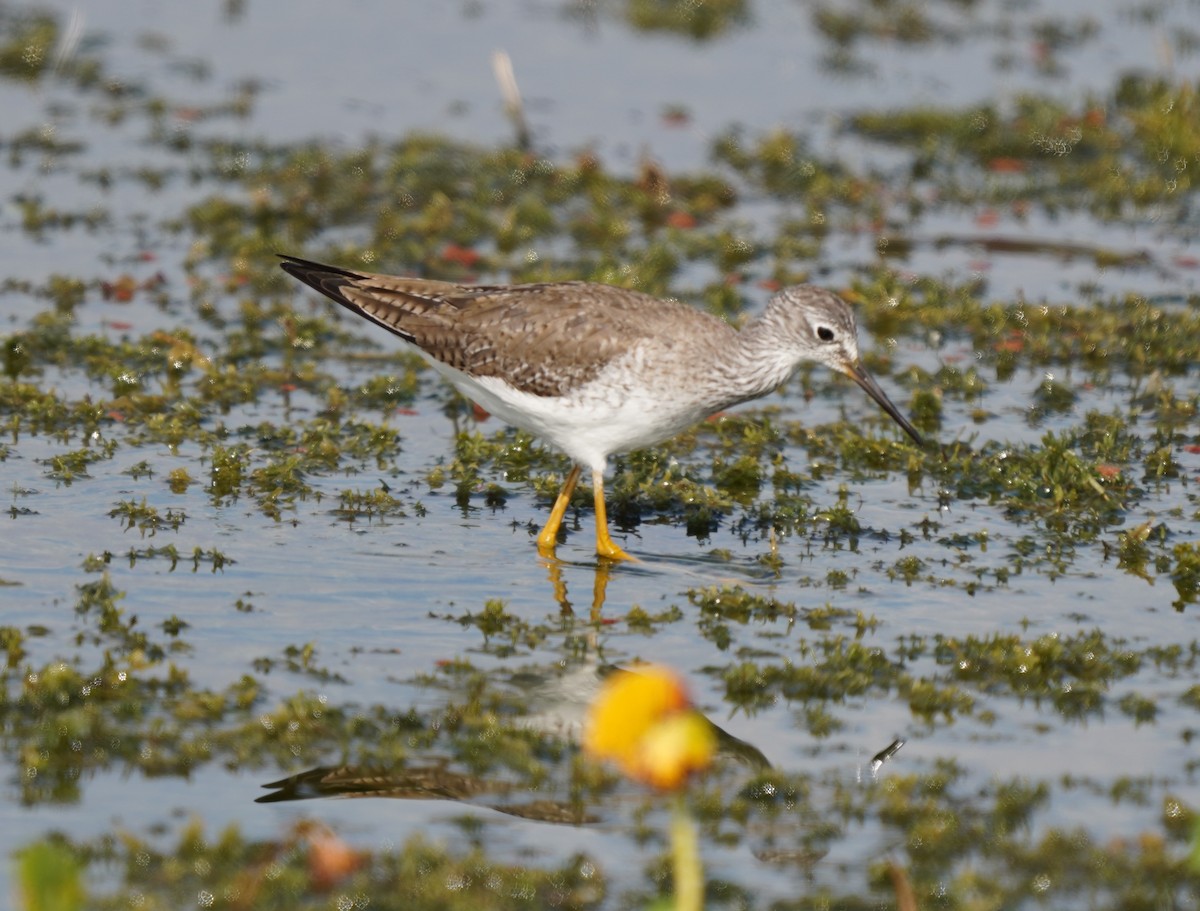Lesser Yellowlegs - ML646509521