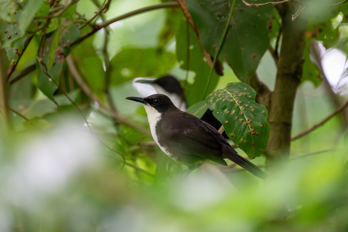 ウロコツグミモドキ - ML646509523