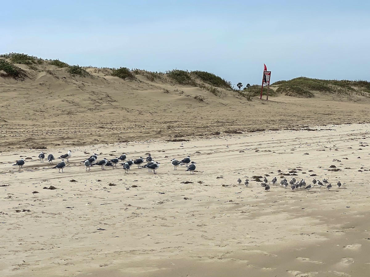 Laughing Gull - ML646509527