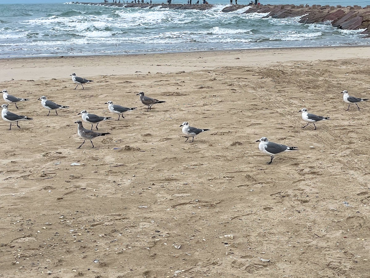Laughing Gull - ML646509528