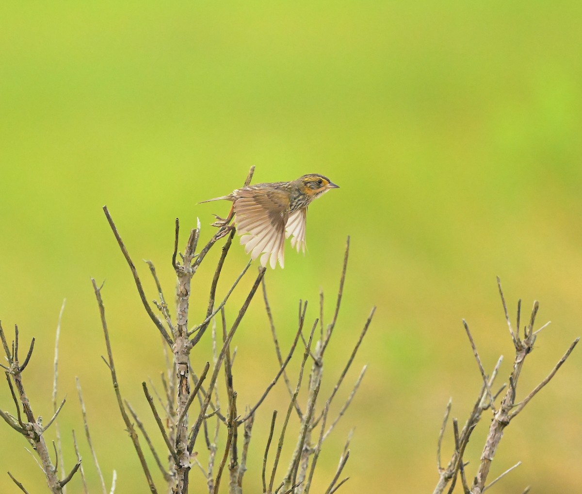 Saltmarsh Sparrow - ML646509529