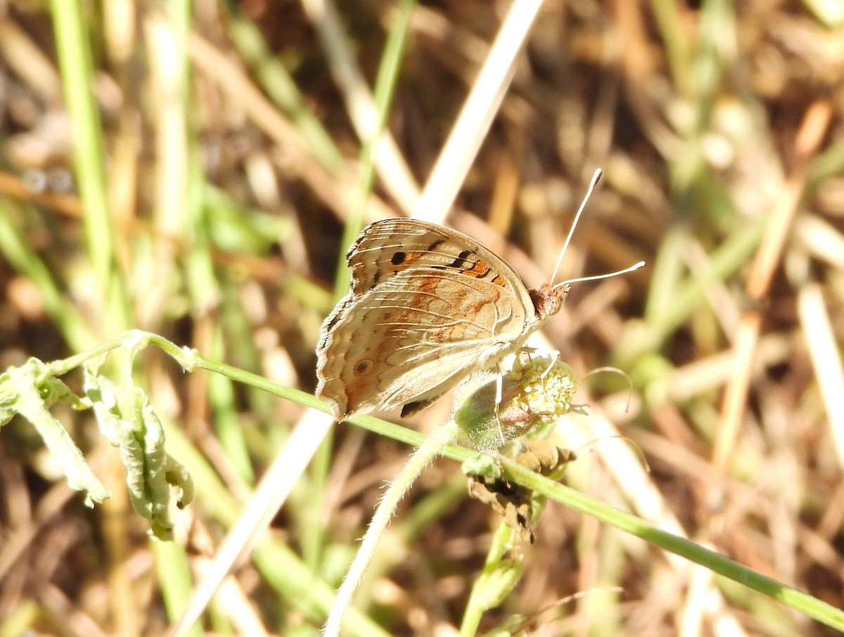 Dicle Güzeli - ML646509533