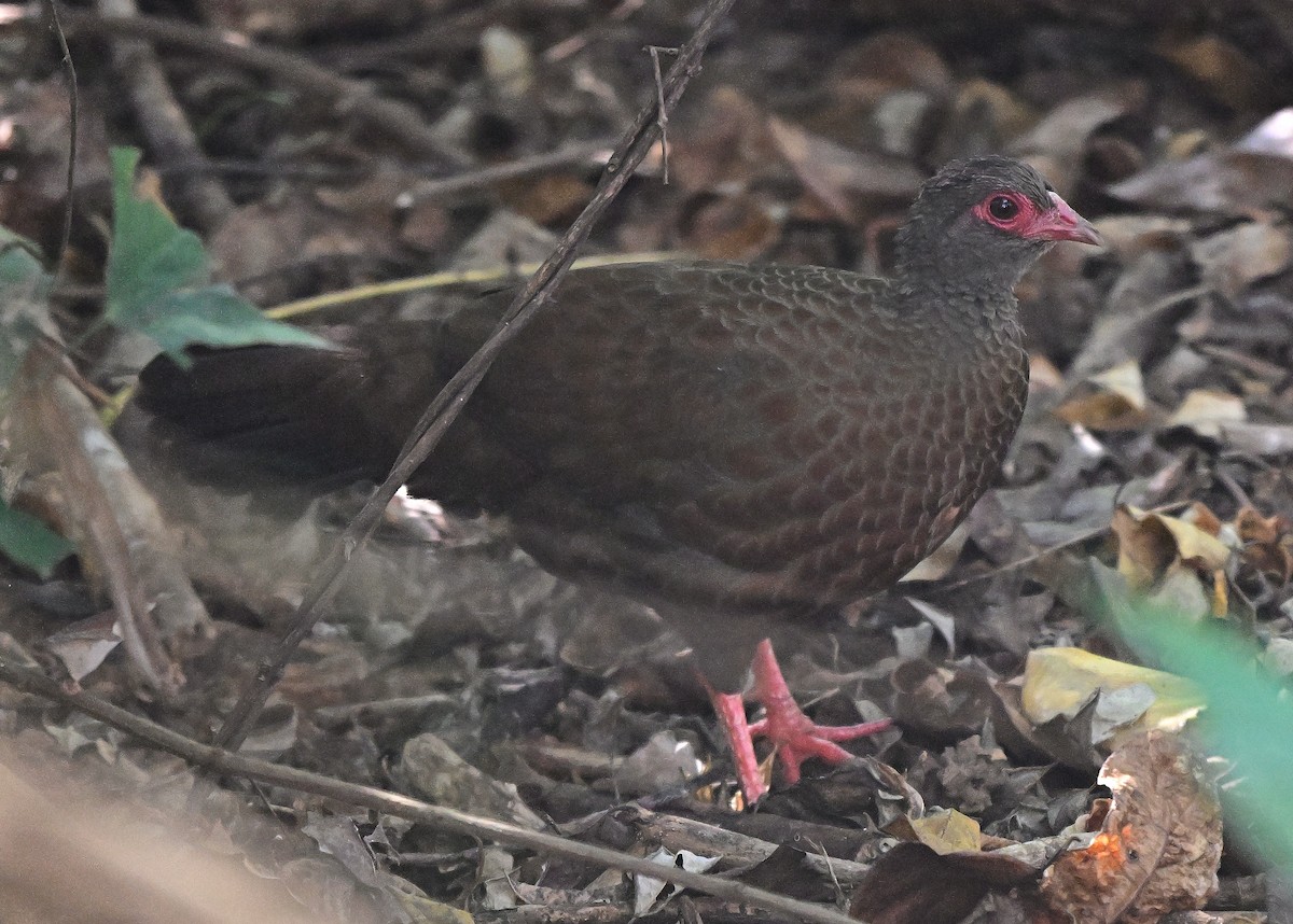 Red Spurfowl - ML646509535